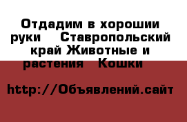 Отдадим в хорошии руки  - Ставропольский край Животные и растения » Кошки   